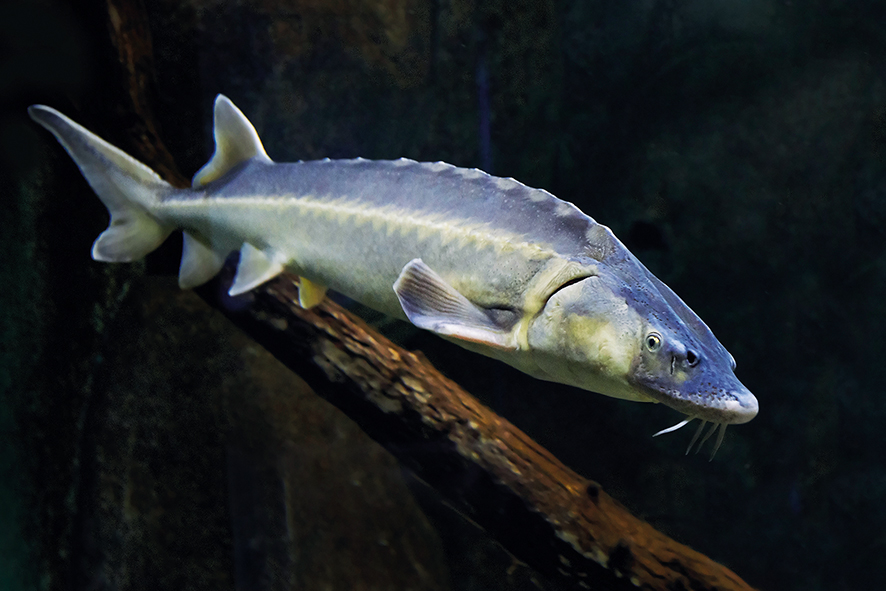 Russian sturgeon | Save the Blue Heart of Europe
