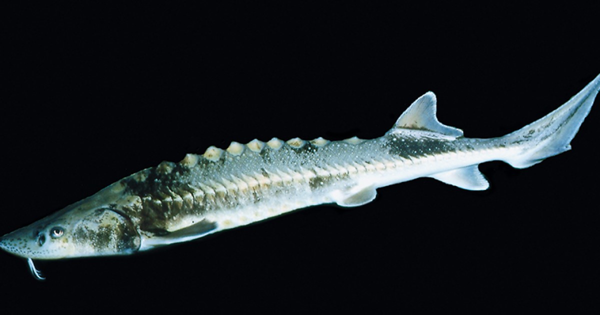 Adriatic sturgeon | Save the Blue Heart of Europe