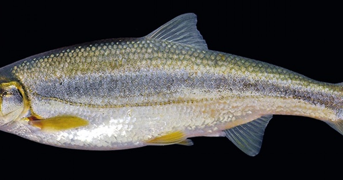 Ukliva dace Save the Blue Heart of Europe