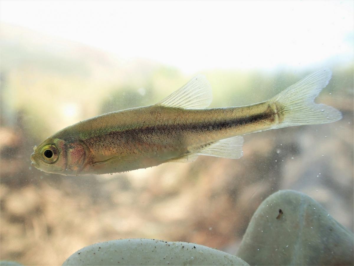 New discovery: this fish species previously entirely unknown to science was discovered in the area of the projected hydropower plant Poçem. It is yet to be named © Wolfram Graf