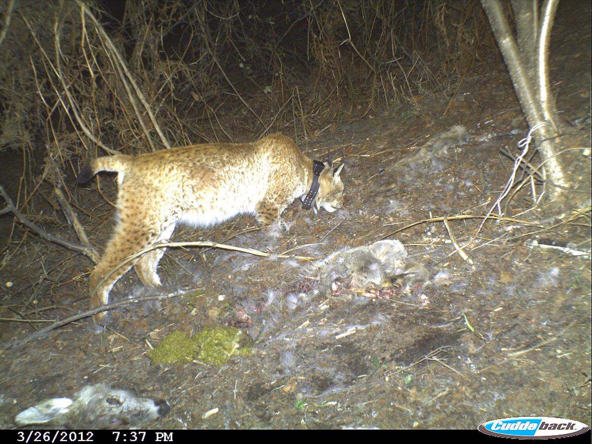 If the EBRD and World Bank-funded dam projects inside Mavrovo National Park were built, it could be the end for the critically threatened Balkan Lynx. Credit: MES
