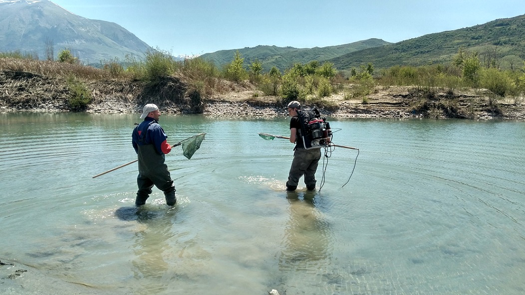Scientists at work, here while electrofishing. Paul Meulenbroek/BOKU (right) and Sajmir Beqiraj/Uni Tirana. © Cornelia Wieser
