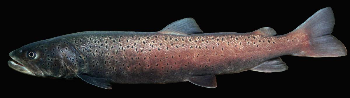 Danube Salmon (Hucho hucho), Photo: Andreas Hartl