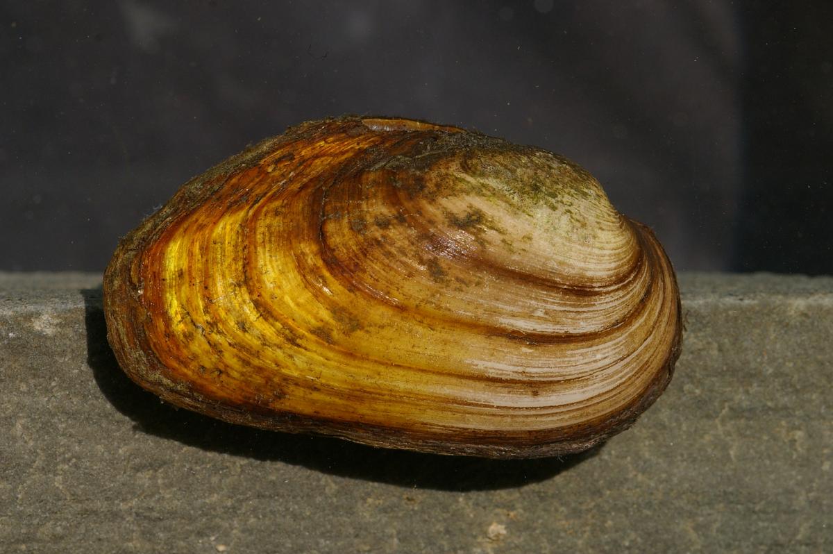 Thick Shelled River Mussel ( Unio crassus), Photo: Jörg Freyhof