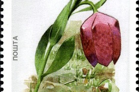 Fritillaria macedonica auf einer offiziellen Briefmarke (2008) als Bestandteil des mazedonisches Naturerbes. Das Projekt Lukovo Pole würde 17 gefährdete Pflanzenarten betreffen, darunter die endemische Schachblumenart Fritillaria macedonica.  Quelle: http://www.wnsstamps.ch