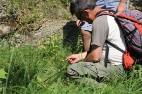 Arbeitsgruppe "Gefäßpflanzen" unter der Leitung von Prof. Ljupcho Melovski/MES. Das wesentliche Merkmal der Lebensräume im Vjosatal ist der mediterrane Charakter und die Einzigartigkeit, die für die südliche Balkanhalbinsel spezifisch ist.