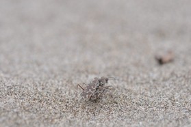 Der Sandlaufkäfer Cylindera trisignata - typischer Bewohner der Sandinseln und -flächen der Aue. Gefährdung der Art noch nicht von der IUCN eingestuft.