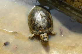 European pond turtle (Emys orbicularis) - near-threatened according to IUCN.